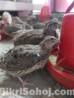 কোয়েল পাখি